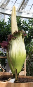 i Botanisk Have - Normalt kan der gå 15 år mellem, at blomsten Amorphophallus titanum blomstrer. Ikke desto mindre er den såkaldte "penis-blomst" for tredje gang på bare seks år i blomst i Botanisk Have i København. Det skriver Statens Naturhistoriske Museum i en pressemeddelelse. Jeg giver nogle gange planten en hjemmelavet gødningscocktail, som jeg helst ikke vil afsløre indholdet af, men den gavner helt sikkert planten Rasmus Kloster, gartner i botanisk have Blomsten, der har en forfærdelig stank af ådsel, undrer gartner Rasmus Kloster, der kalder det et "usædvanligt held", at den særlige blomst igen er i fuld flor.